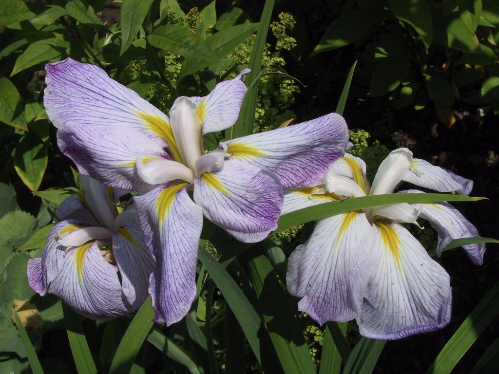Iris ensata lila-weiss.jpg